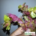 Rotala macrandra SAKSI