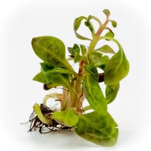 Alternanthera reineckii red broad EX VITRO