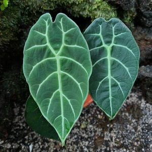 Alocasia watsoniana