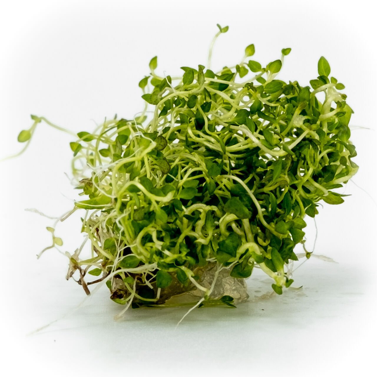 Bacopa australis EXVITRO