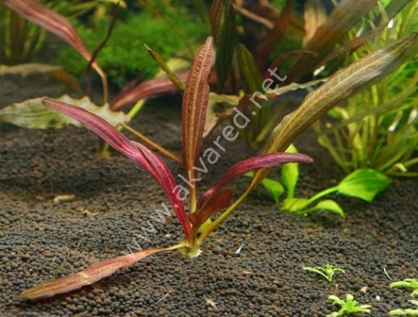 Echinodorus horemanii red SAKSI