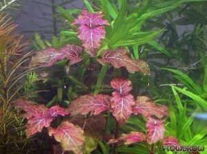 Hyptis lorentzana BUKET