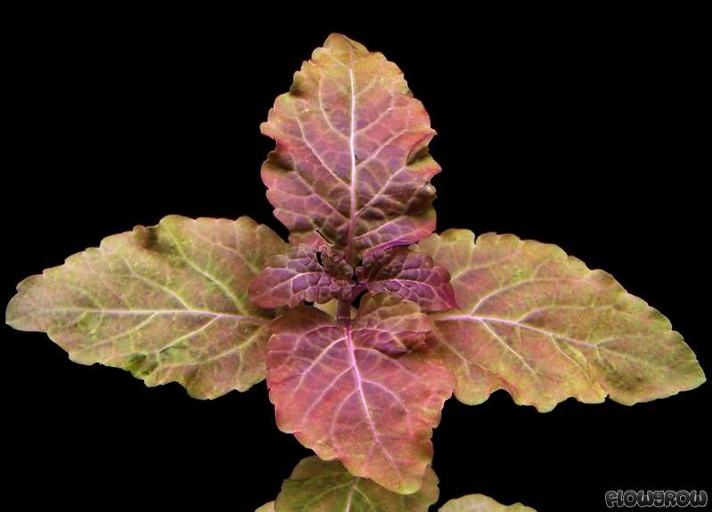 Hyptis lorentzana BUKET