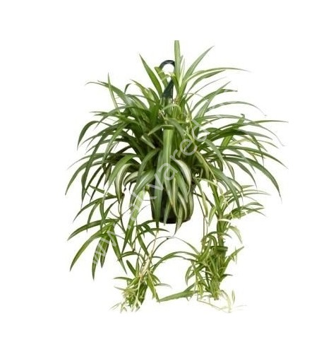 Chlorophytum comosum Bonnie (Kıvırcık Dua Çiçeği)