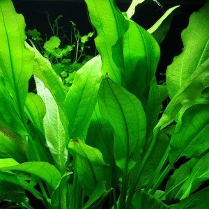 Echinodorus bleheri SAKSI