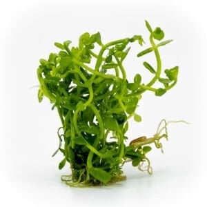 Bacopa compact EXVITRO