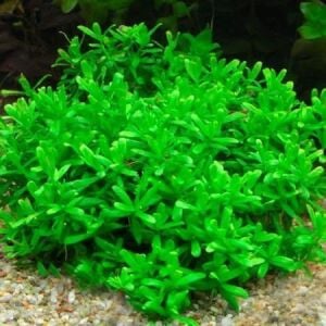 Bacopa compact EXVITRO