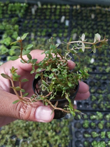 Rotala macrandra mini pink SAKSI