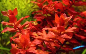 Rotala macrandra mini pink SAKSI