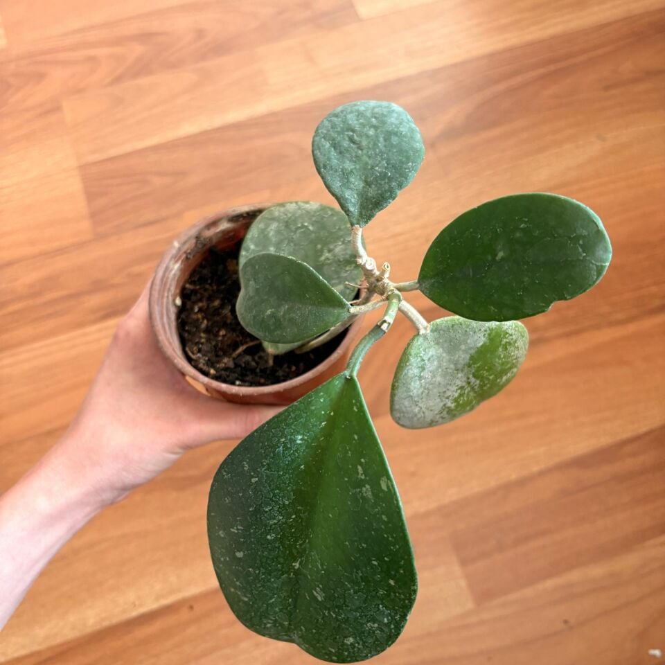 Hoya carnosa (Mum çiçeği)