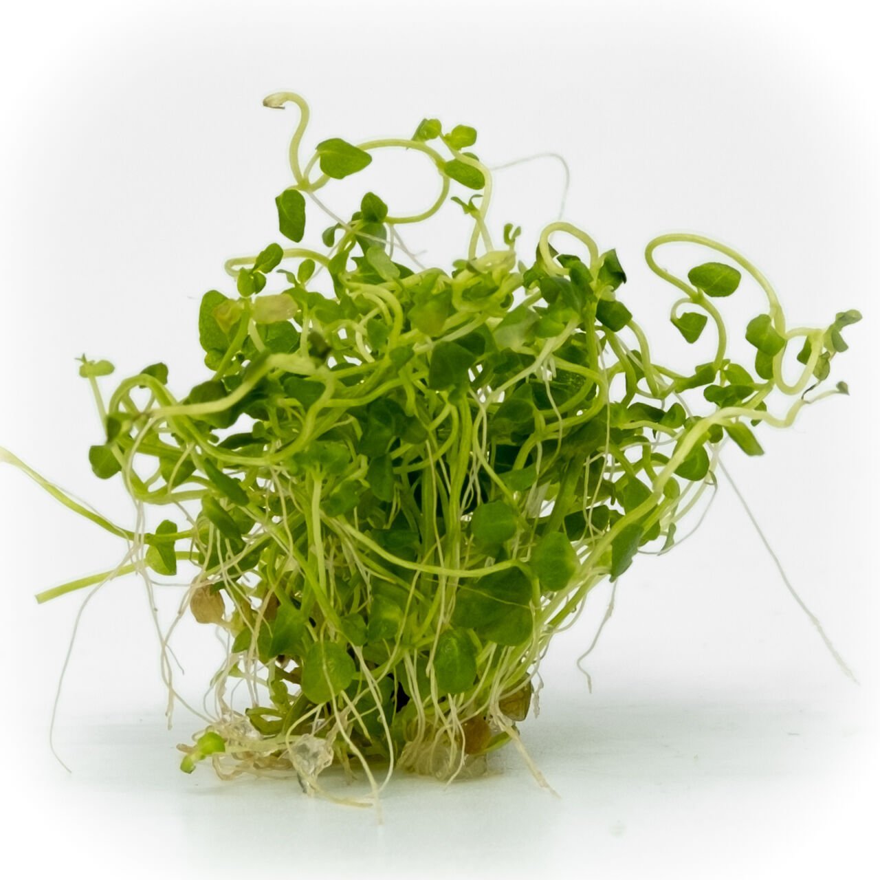 Cardamine lyrata EXVITRO