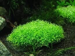 Riccia fluitans IN VITRO