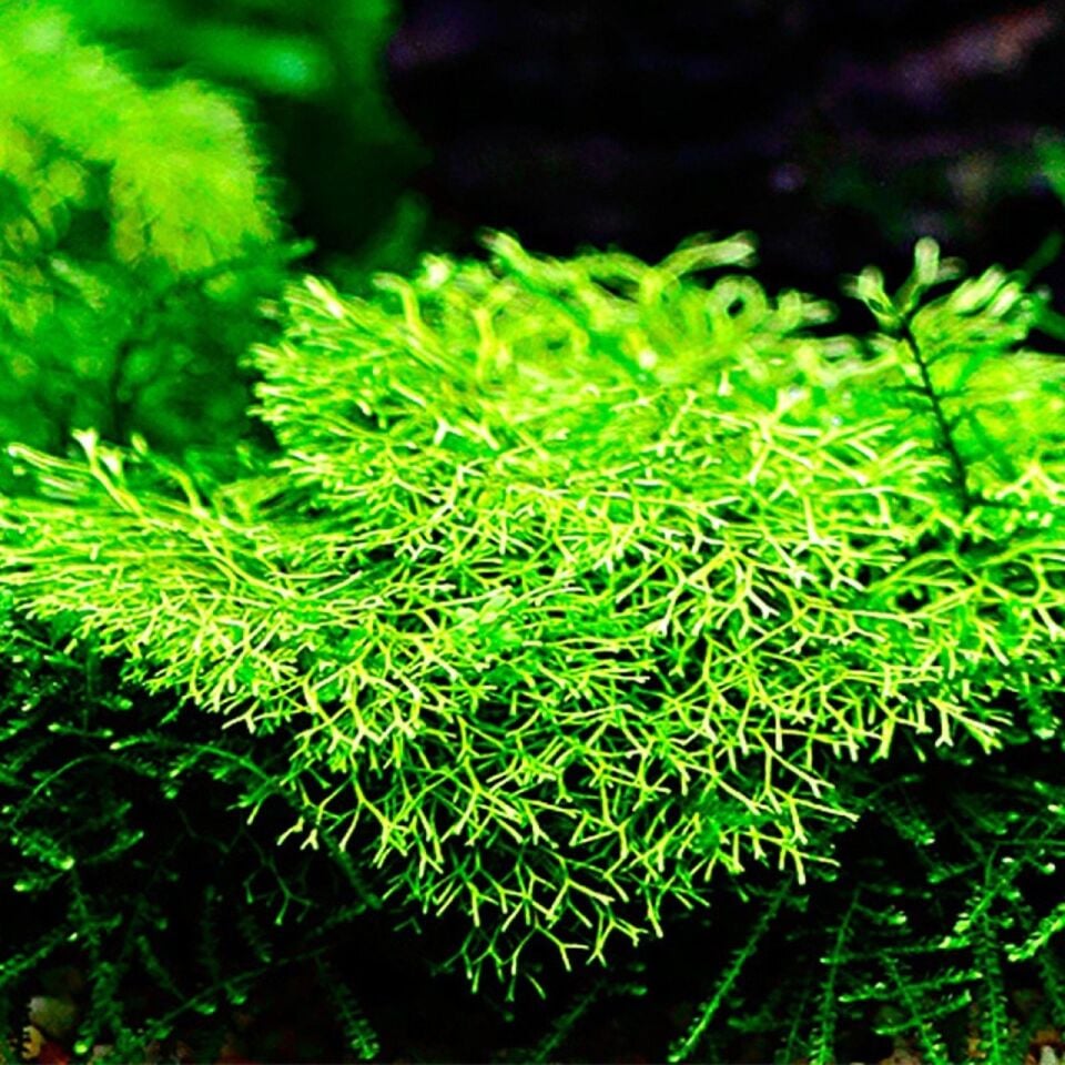 Riccia fluitans IN VITRO
