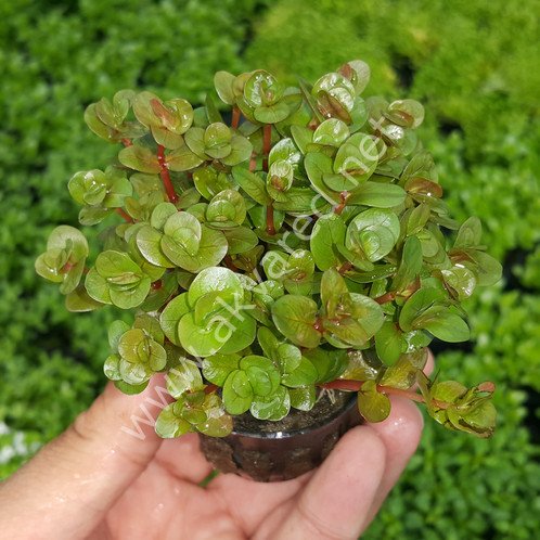 Rotala macrandra mini pink BUKET