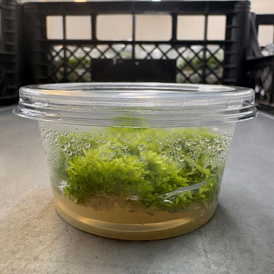 Riccia fluitans IN VITRO