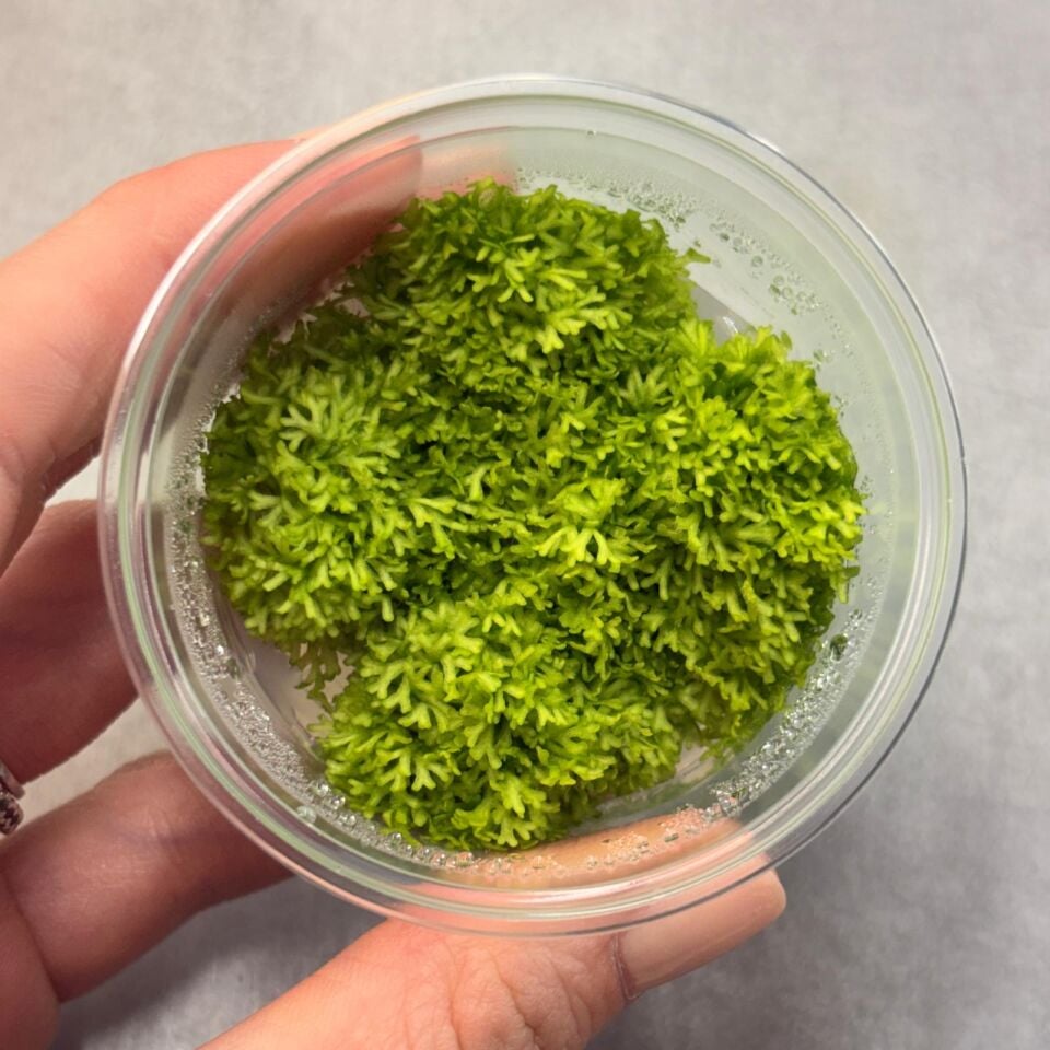Riccia fluitans IN VITRO