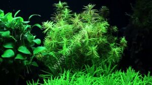 Didiplis diandra EXVITRO