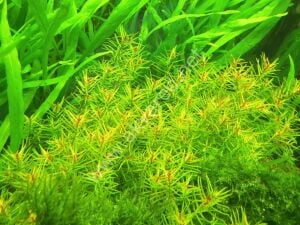 Didiplis diandra EXVITRO