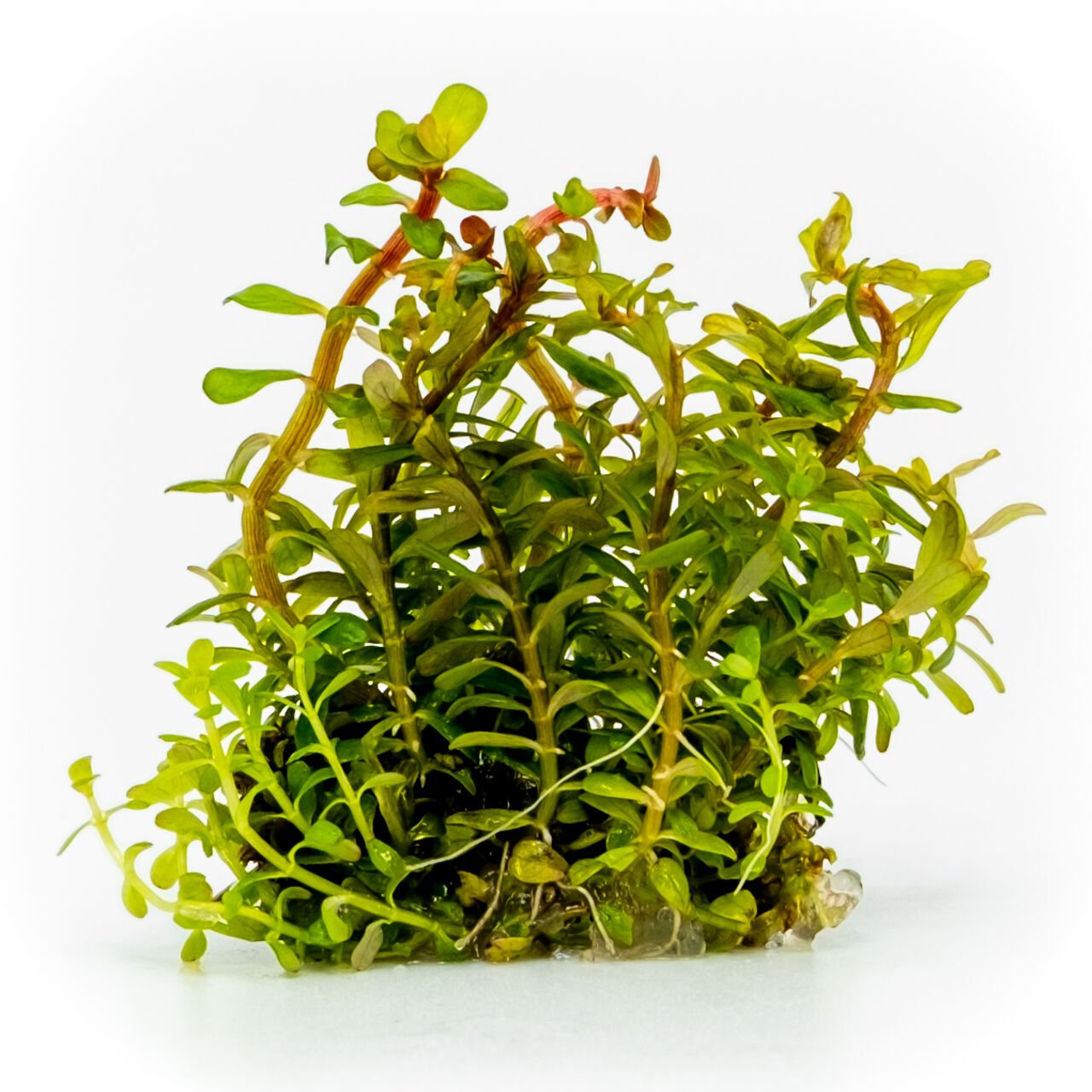 Rotala macrandra mini pink EXVITRO