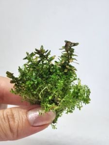 Rotala macrandra mini pink EXVITRO