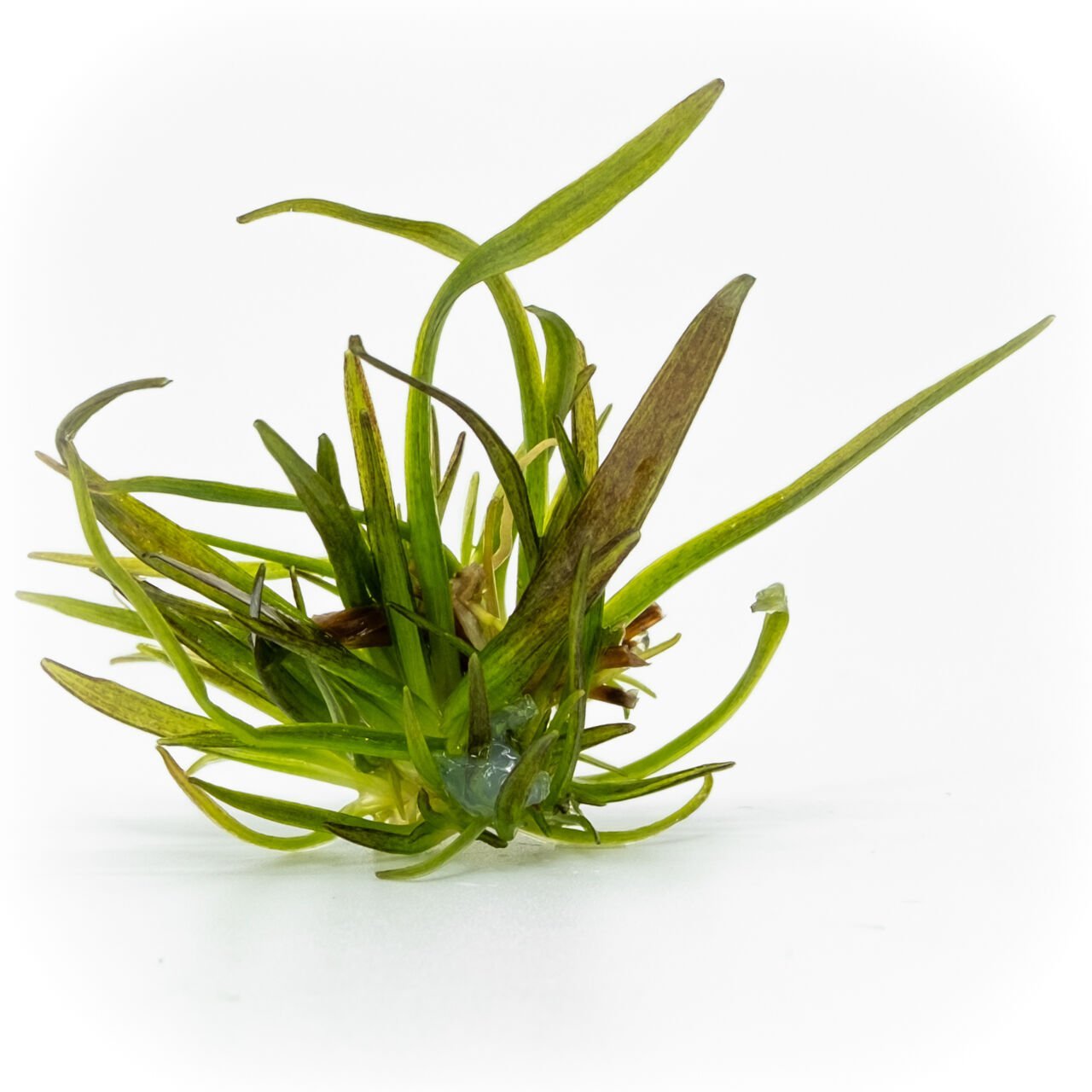 Echinodorus rose EXVITRO