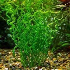 Echinodorus vesuvius ADET