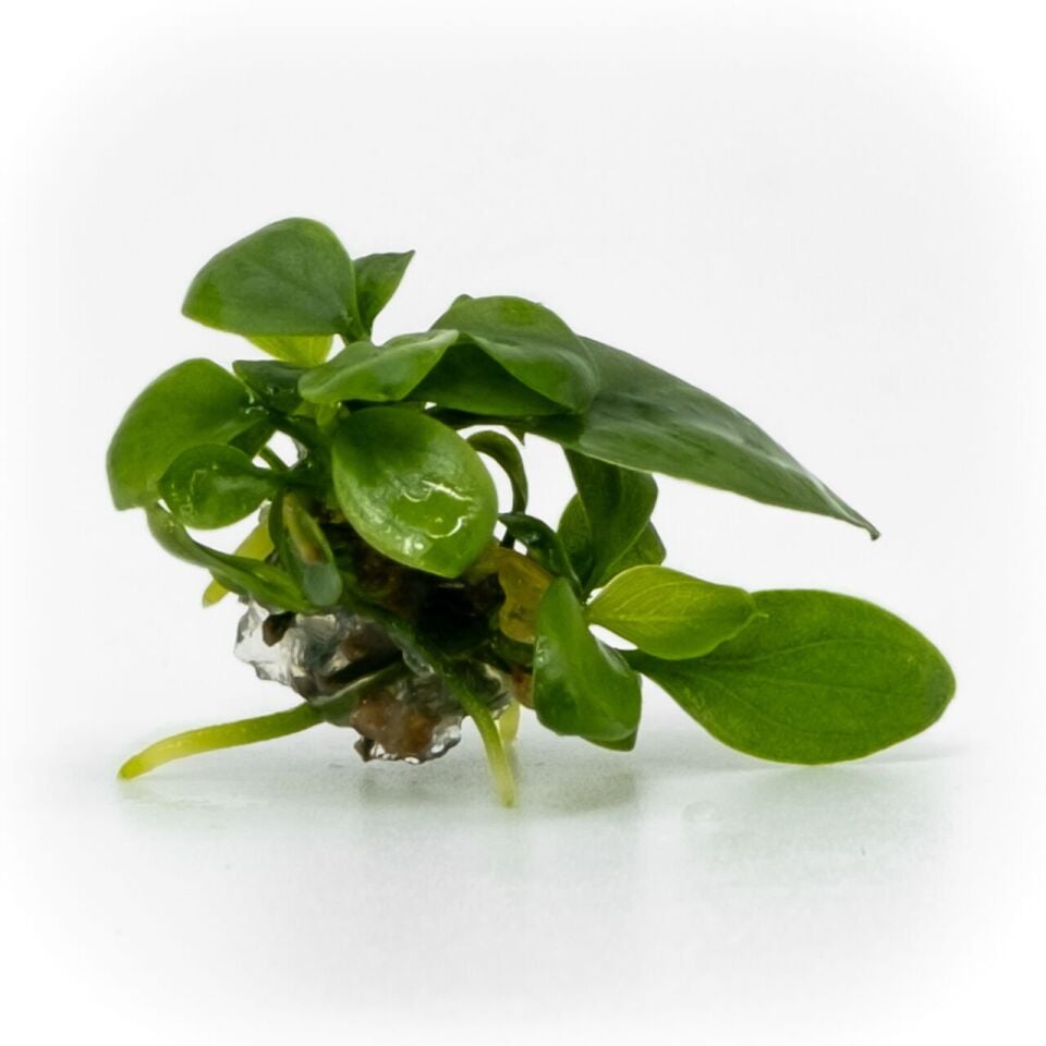Anubias nana petite EX VITRO PLUS