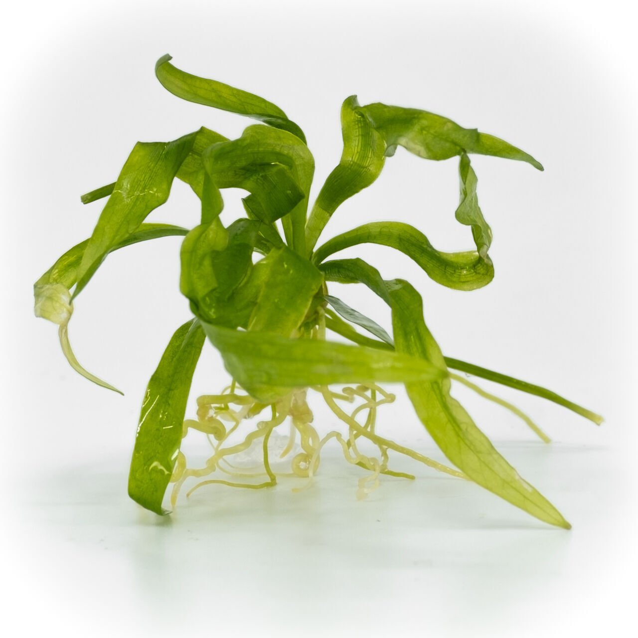 Echinodorus latifolius EXVITRO