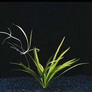 Echinodorus latifolius EXVITRO