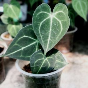 Anthurium Clarinervium Baby