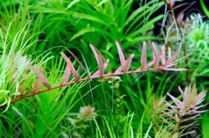 Rotala rotundifolia red IN VITRO JAR (KAVANOZ)