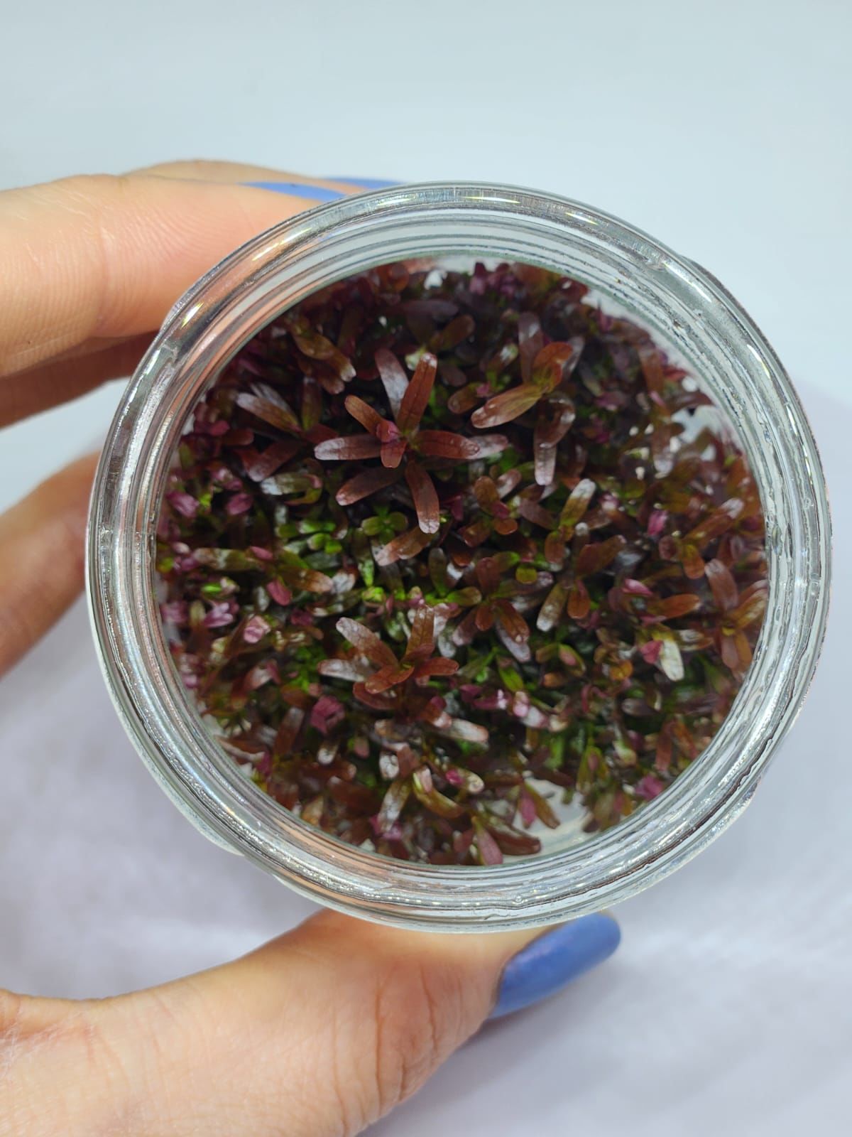 Rotala rotundifolia red IN VITRO JAR (KAVANOZ)