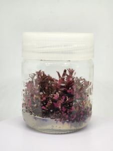 Rotala rotundifolia red IN VITRO JAR (KAVANOZ)