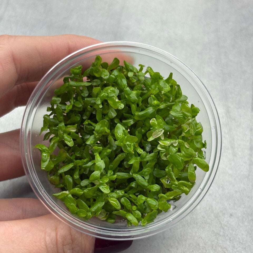 Rotala BSD EX VITRO PLUS