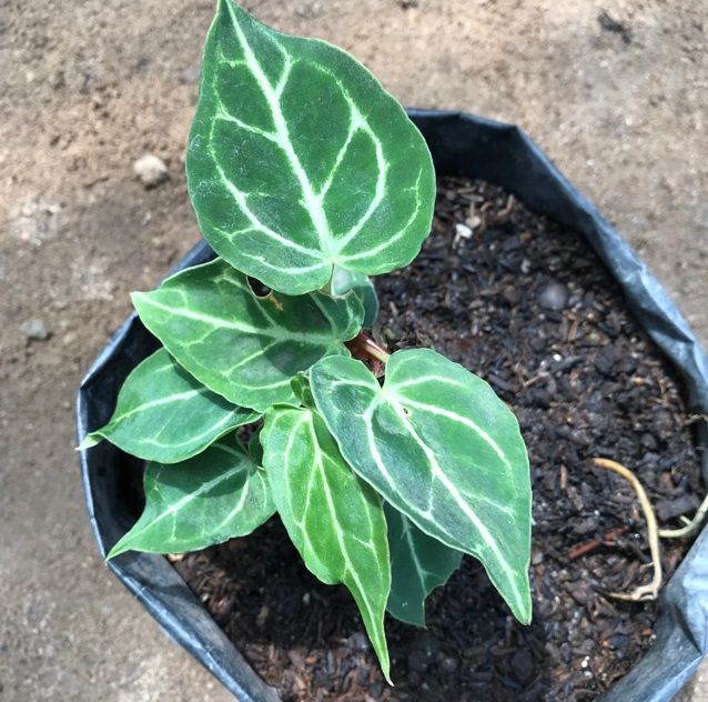 Anthurium Crystallinum