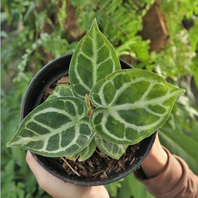 Anthurium Dorayaki