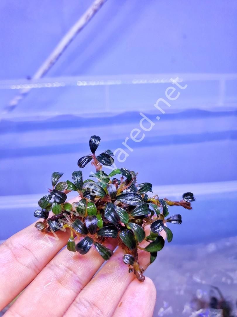 Bucephalandra phantom 10X10 CM PORSİYON