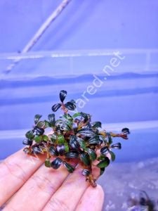 Bucephalandra phantom 10X10 CM PORSİYON