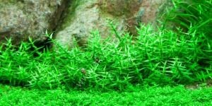 Gratiola viscidula EXVITRO