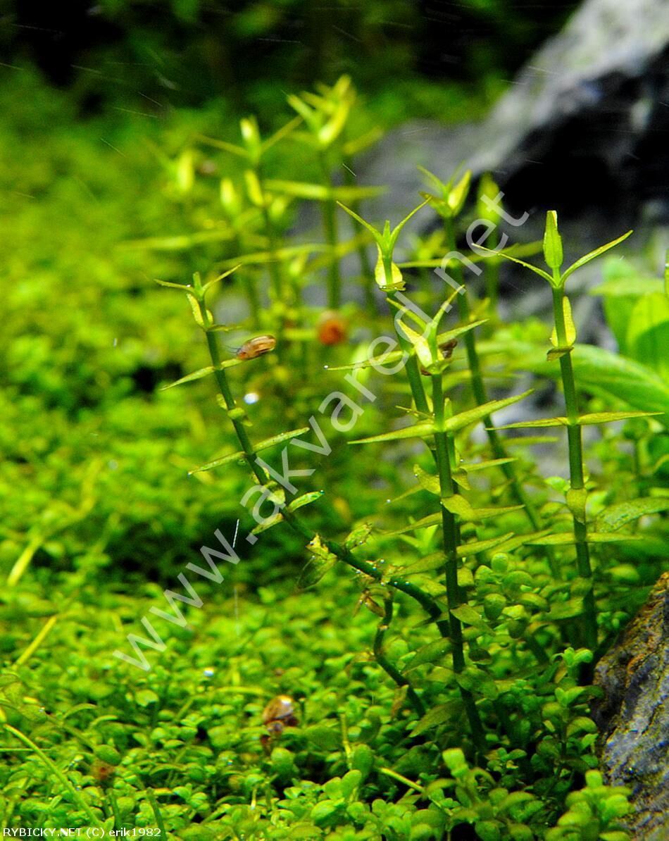 Gratiola viscidula EXVITRO