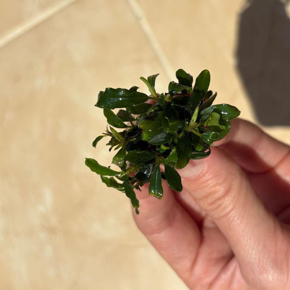 Bucephalandra velvet EX VITRO PLUS