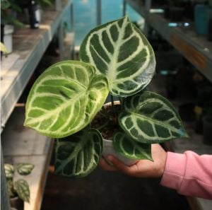 Anthurium Dorayaki Silver