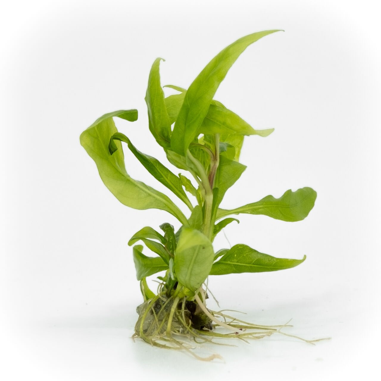 Hygrophila costata EX VITRO
