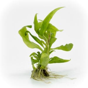 Hygrophila costata EX VITRO