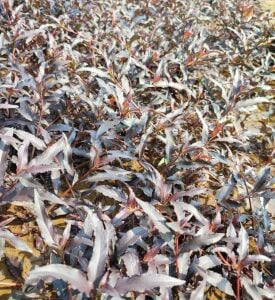 Hygrophila costata EXVITRO