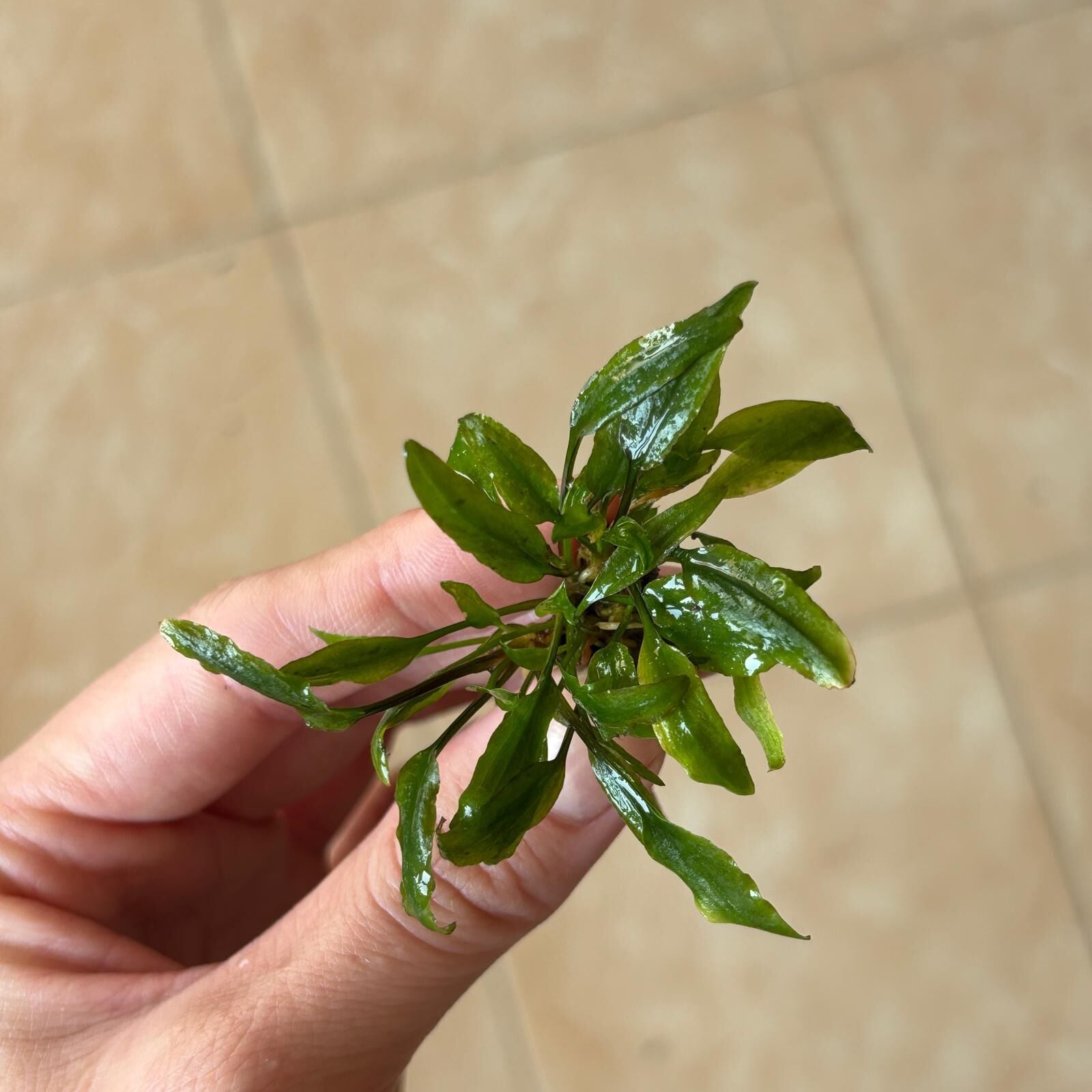 Cryptocoryne willisii EX VITRO PLUS