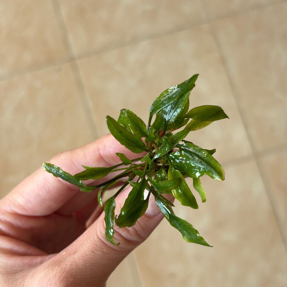 Cryptocoryne willisii EX VITRO PLUS