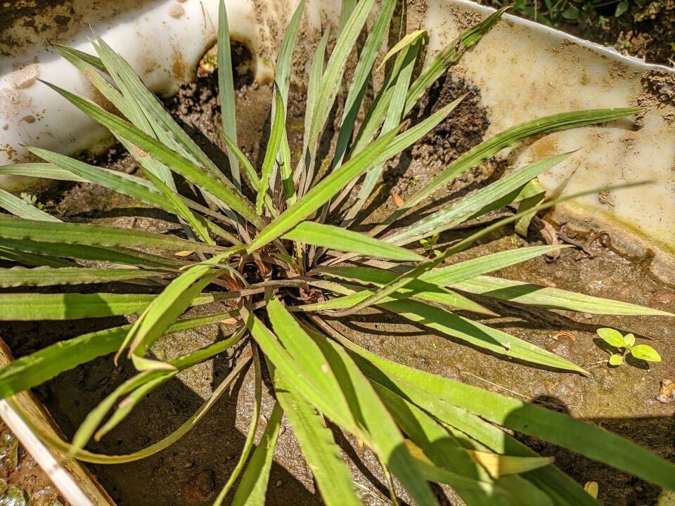 Cryptocoryne spiralis TİGER EX VITRO PLUS