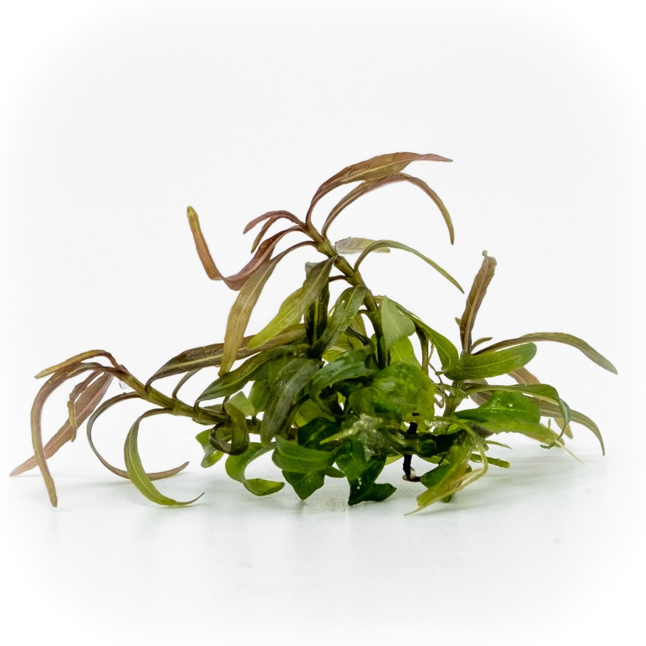 Hygrophila lancea araguaia brown sugar EXVITRO