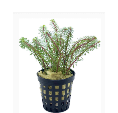 Rotala wallichi SAKSI